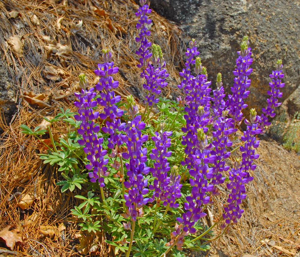 Purple Lupines